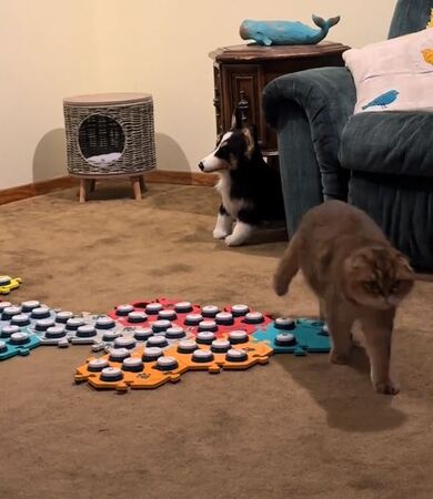 ▲。(圖/翻攝自TikTok/@puffindoestricks)