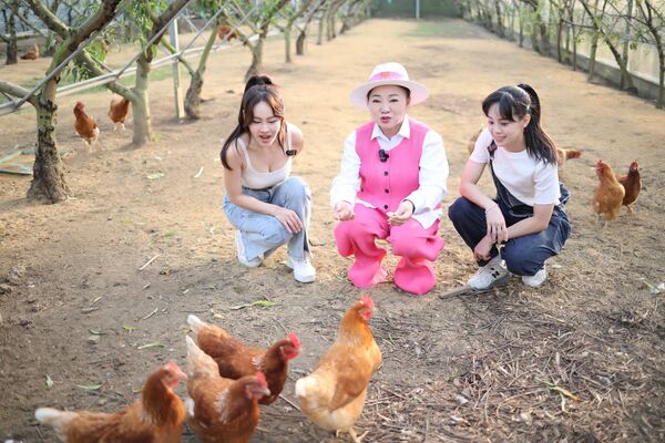 ▲蔡亞露(左起)、白冰冰、胡子萱參觀了巧克力雲莊的有機水蜜桃園。(圖/長興影視)
