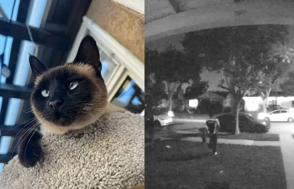 家中寵物貓失蹤 女監視器心碎目睹「送貨員順手抓走6歲貓」。(圖/翻攝自Facebook/Diane Huff Medina)