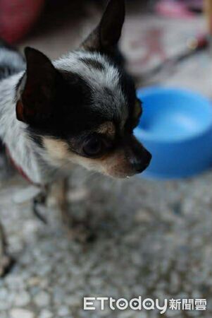 想領養吉娃娃最後帶米克斯回家。(圖/飼主黃淑真提供)