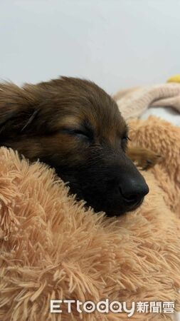 想領養吉娃娃最後帶米克斯回家。(圖/飼主黃淑真提供)