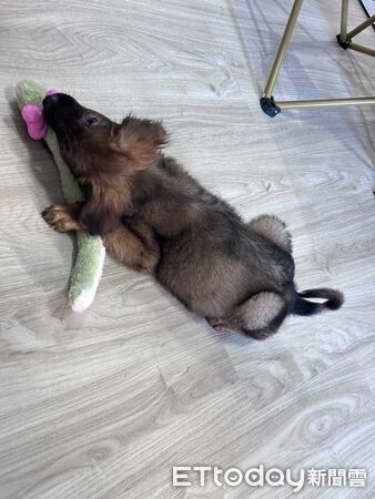 想領養吉娃娃最後帶米克斯回家。(圖/飼主黃淑真提供)