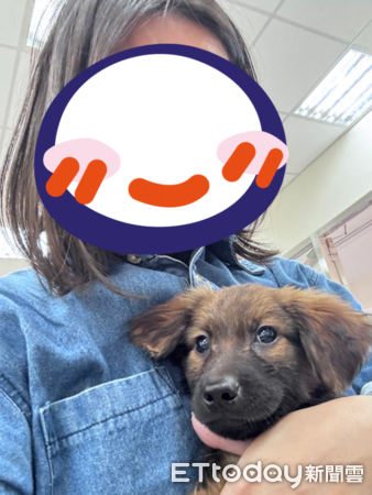 想領養吉娃娃最後帶米克斯回家。(圖/飼主黃淑真提供)