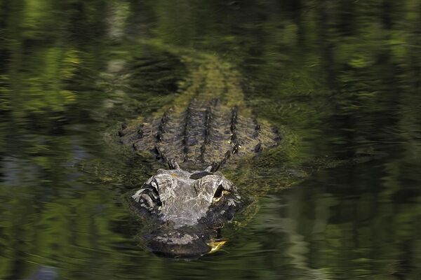 ▲▼ 鱷魚。(圖/VCG)