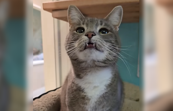 「吸血鬼小貓」苦待收容所700天 呆萌吐舌萌翻網:給牠一個家。(圖/翻攝自Instagram/valleyanimalcenter)