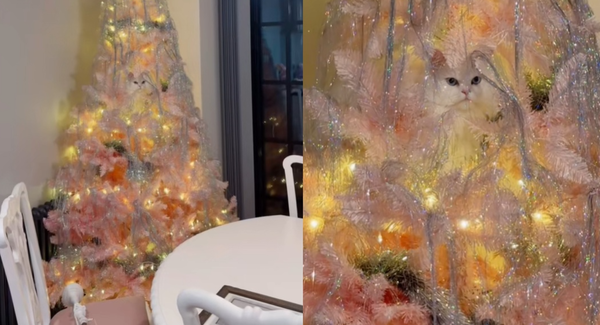 「你看不到我」棉花糖波斯貓躲聖誕樹 完美隱形網笑噴:最美裝飾。(圖/翻攝自TikTok/mabelthemarshmallow)