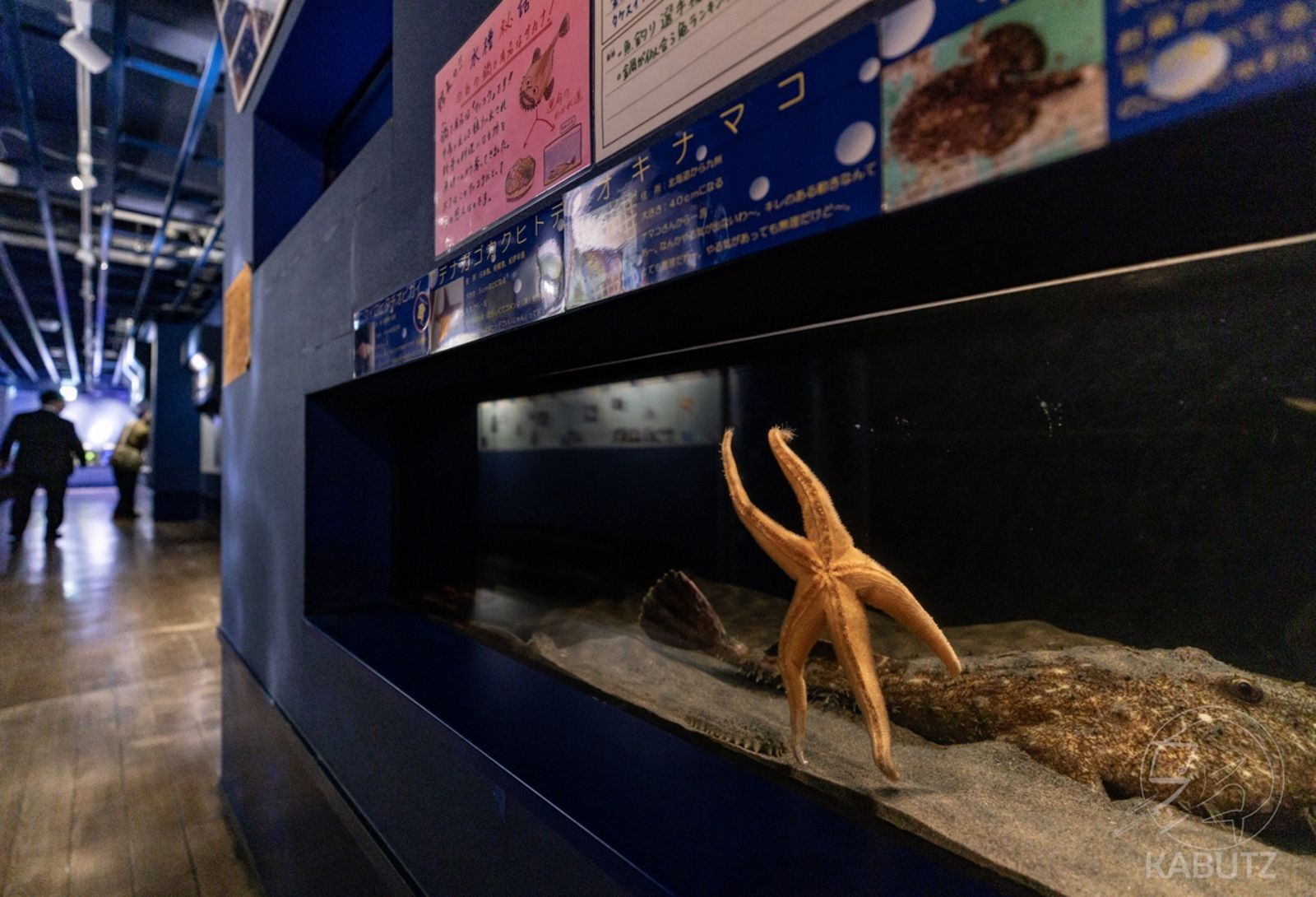 像極了社畜下班的我!日本水族館捕捉「海星貼玻璃揮手掰掰」瞬間 萌翻全網