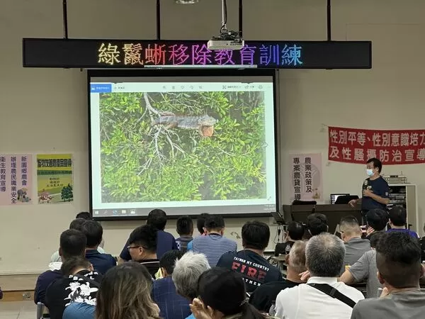 ▲今年截至11月下旬,民間獵人合計已捕捉約8萬7000隻綠鬣蜥。(圖/屏東縣政府提供)