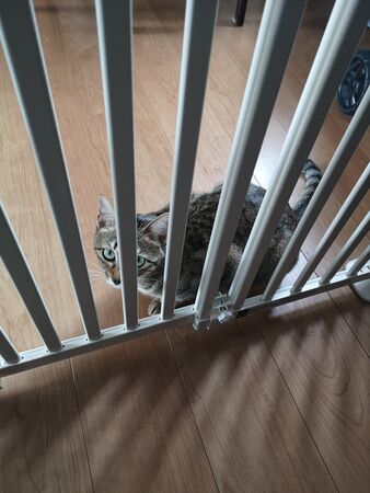 ▲。(圖/翻攝自X/@Mewchannikki)