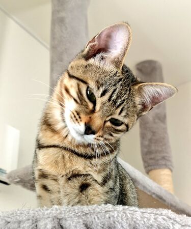 ▲。(圖/翻攝自X/@Mewchannikki)