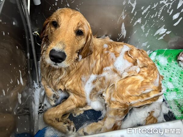 ▲。(圖/Threads@s_r_h0607提供,請勿隨意翻拍,以免侵權。)