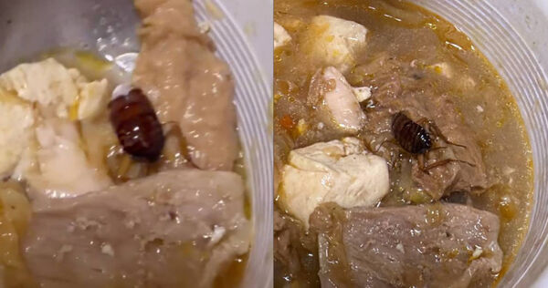 林聰明沙鍋魚頭湯裡有「超大蟑螂」!消費者吃一半崩潰想吐 業者道歉了