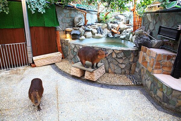 ▲▼台北信義區日式涮涮鍋「水豚屋」,寵物友善餐廳。(圖/部落客萍子提供)