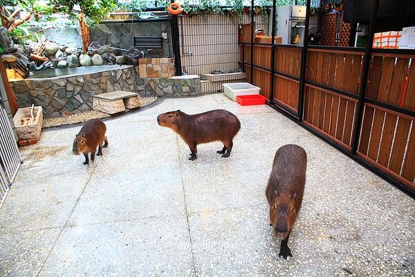 ▲▼台北信義區日式涮涮鍋「水豚屋」,寵物友善餐廳。(圖/部落客萍子提供)
