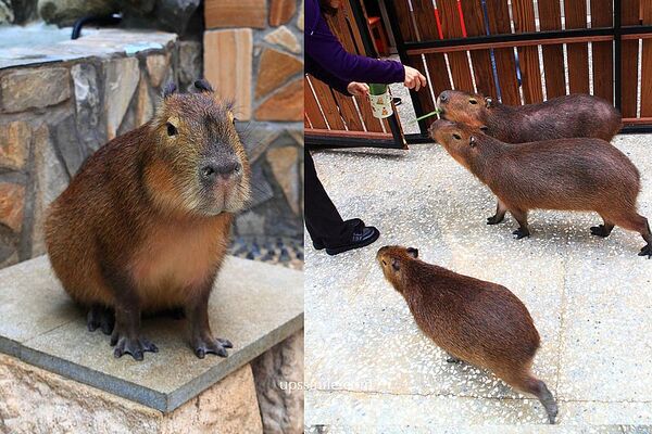 ▲▼台北信義區日式涮涮鍋「水豚屋」,寵物友善餐廳。(圖/部落客萍子提供)