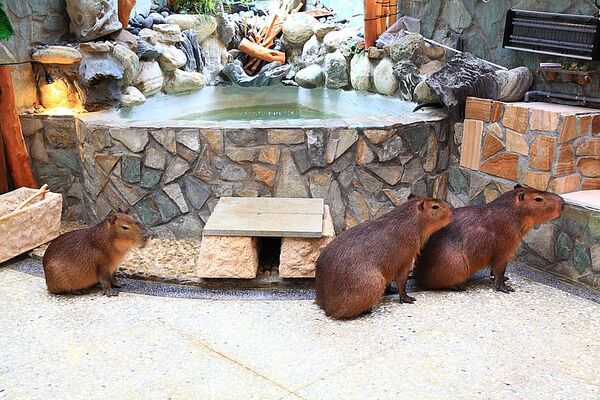 ▲▼台北信義區日式涮涮鍋「水豚屋」,寵物友善餐廳。(圖/部落客萍子提供)
