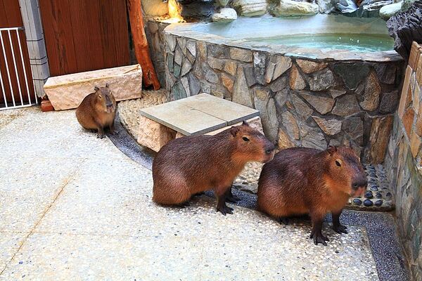 ▲▼台北信義區日式涮涮鍋「水豚屋」,寵物友善餐廳。(圖/部落客萍子提供)