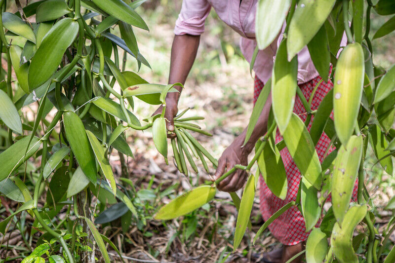 為什麼香草是香水界的「黑色黃金」?12 款必買推薦!從溫暖奶甜到清冷木質、性感煙燻通通有