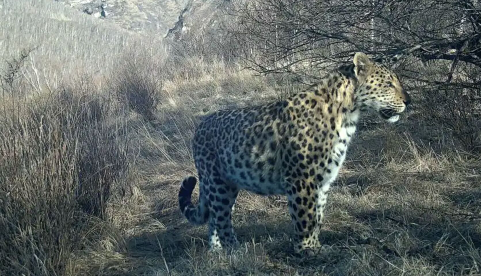 ▲野外紅外線攝影機捕捉到的「華北豹」身影。(圖/翻攝北京青年報)