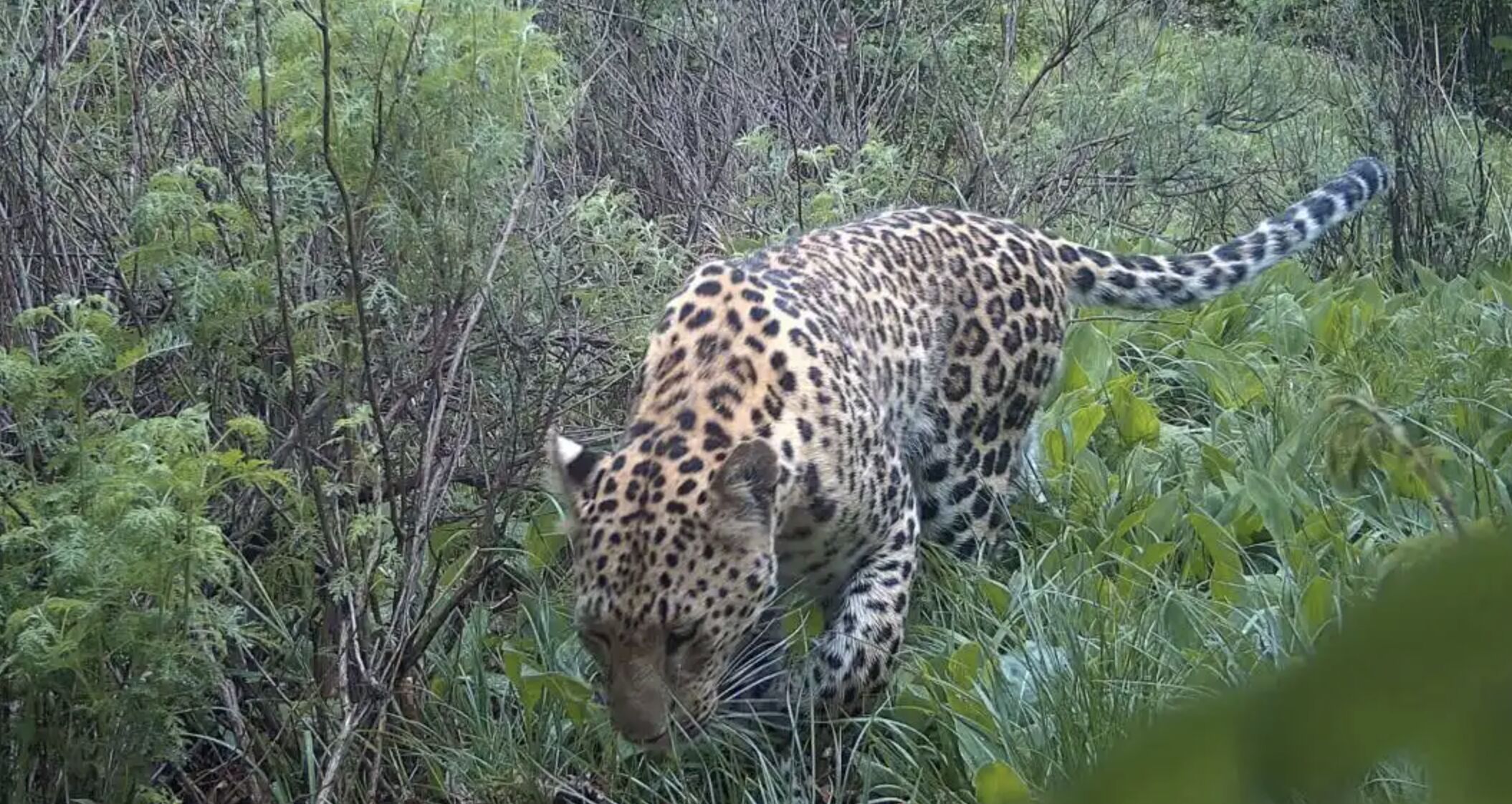 ▲野外紅外線攝影機捕捉到的「華北豹」身影。(圖/翻攝北京青年報)