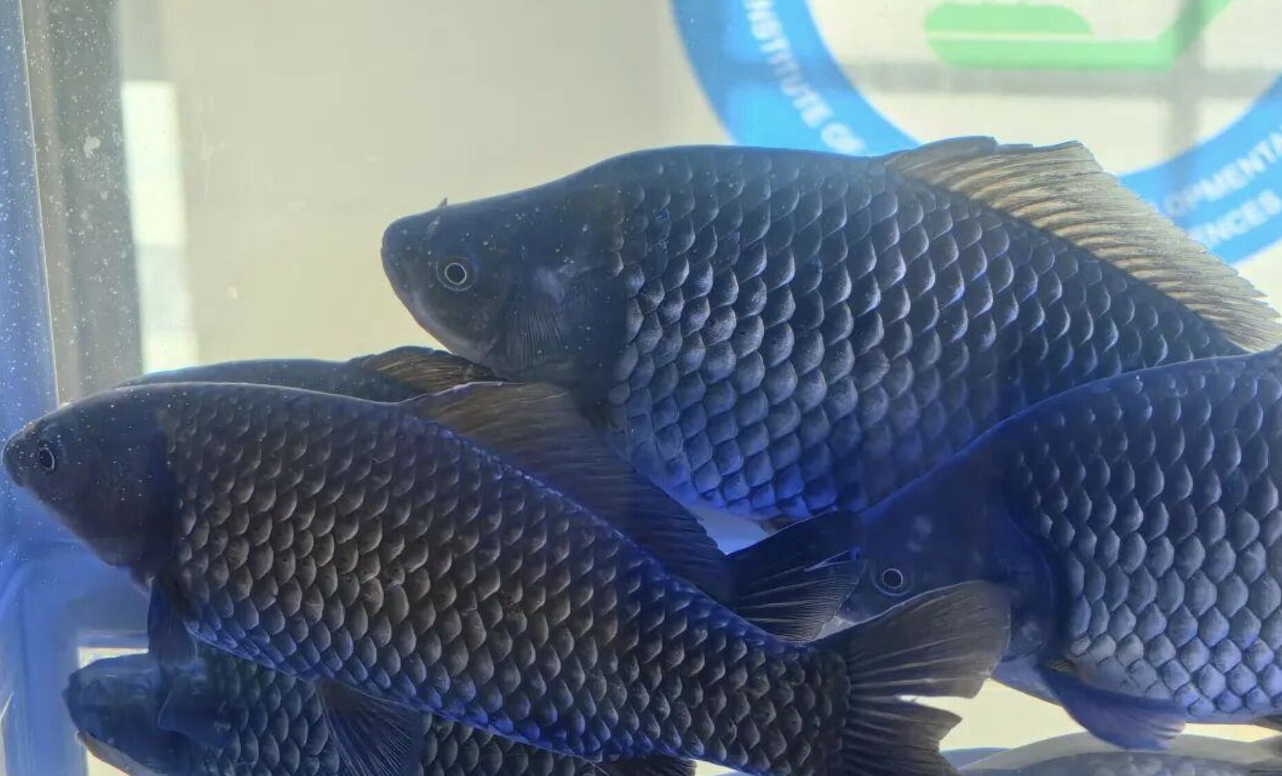 ▲大陸「科研鯽魚」經過四年研究成功培育,有望可端上餐桌。(圖/翻攝中國青年報)