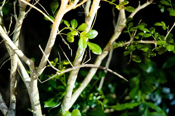 ▲▼台東大武。(圖/部落客黑皮的旅遊筆記授權提供)