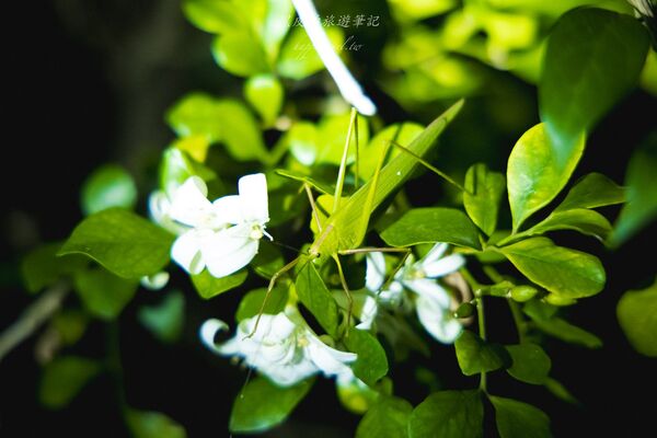 ▲▼台東大武。(圖/部落客黑皮的旅遊筆記授權提供)