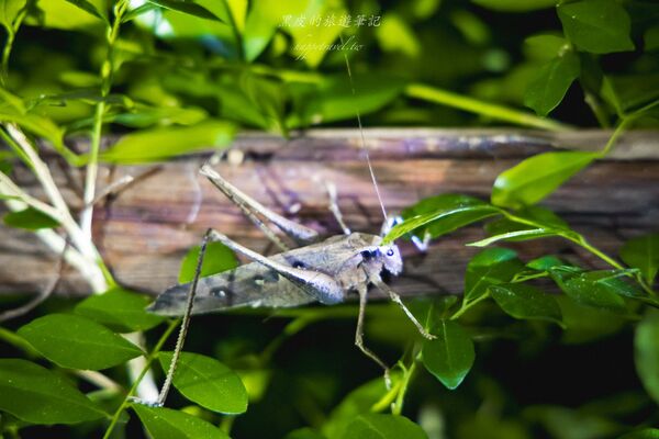 ▲▼台東大武。(圖/部落客黑皮的旅遊筆記授權提供)