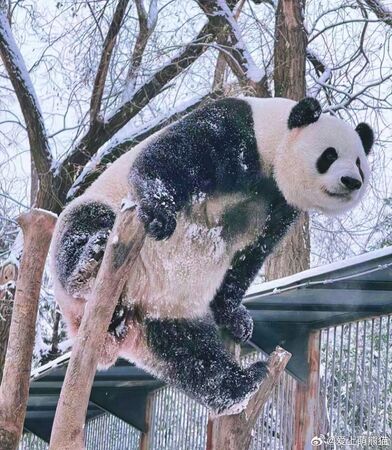 ▲▼北京降「糖霜雪」。(圖/翻攝自微博)