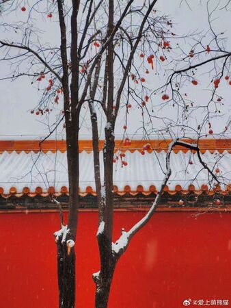 ▲▼北京降「糖霜雪」。(圖/翻攝自微博)