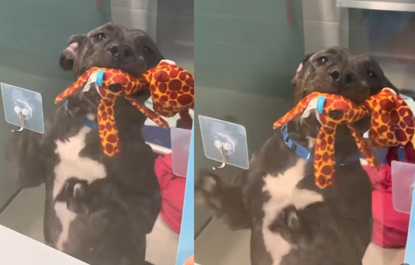 這禮物送你! 收容所汪見訪客「叼最愛娃娃」開心迎接:帶我回家。(圖/翻攝自Instagram/nycacc)