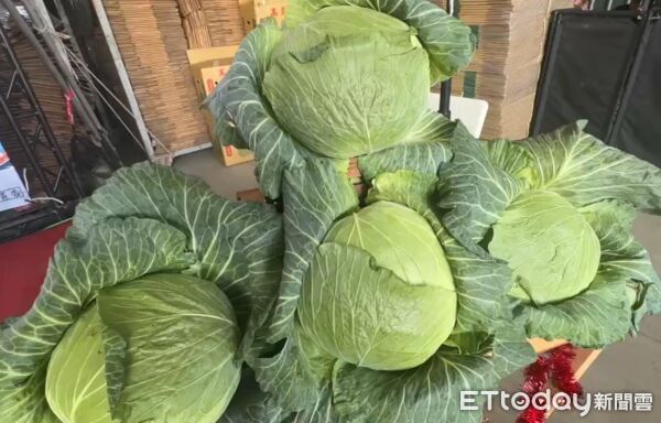 ▲農糧署輔導雲林高麗菜出口,今日進行封櫃儀式。(圖/記者游瓊華翻攝)