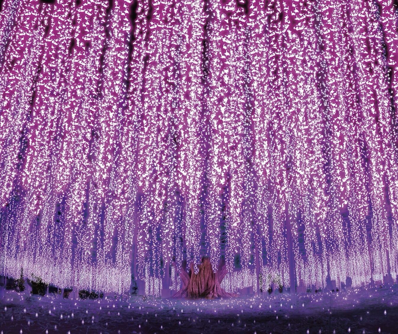 ▲▼▲▼日本,栃木縣,旅遊,足利花卉公園,若山農場,鬼怒川GRAND HOTEL,觀光,草莓,和牛。(圖/業者提供)。(圖/業者提供)