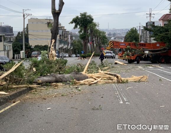 ▲▼吊車停等紅燈竟「倒退嚕」300公尺,司機撞倒整排路樹長按喇叭示警。(圖/民眾提供,下同)