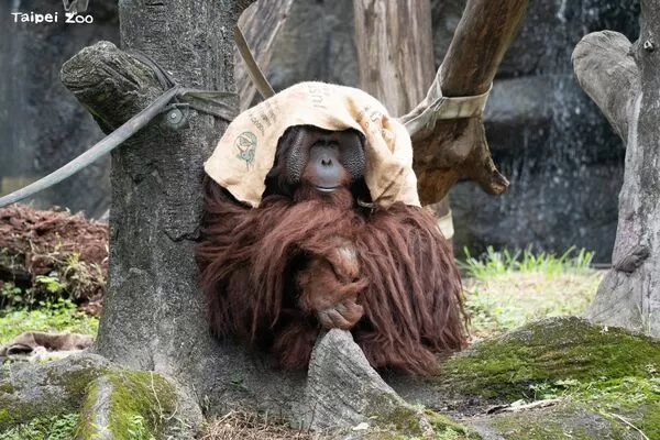 ▲。(圖/臺北市立動物園提供)