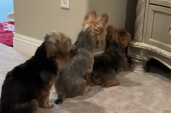 玩具球卡在櫃子下 約克夏家族「可愛排排站」執行任務笑翻網。(圖/翻攝自TikTok/yorkiefamily3)