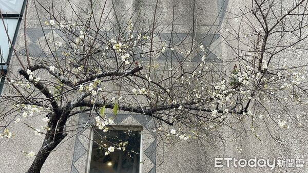 ▲南投縣信義鄉賞梅季正式開跑,27日在信義鄉農會梅子夢工廠舉行「踏雪尋梅」開鑼活動,吸引上千民眾參與。(圖/南投縣政府提供)