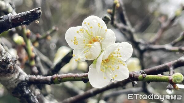 ▲南投縣信義鄉賞梅季正式開跑,27日在信義鄉農會梅子夢工廠舉行「踏雪尋梅」開鑼活動,吸引上千民眾參與。(圖/南投縣政府提供)