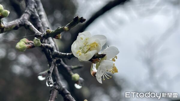 ▲南投縣信義鄉賞梅季正式開跑。(圖/南投縣政府提供,下同)