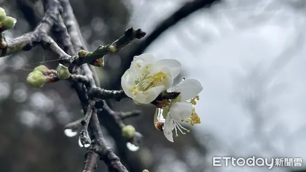 ▲南投縣信義鄉賞梅季正式開跑。(圖/南投縣政府提供,下同)