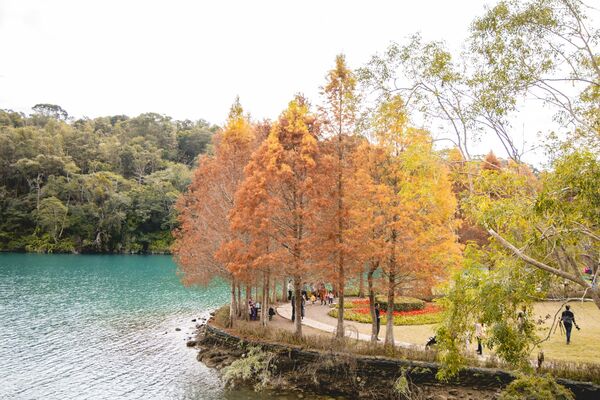 ▲▼全台最美落羽松自行車道。(圖/部落客黑皮提供)