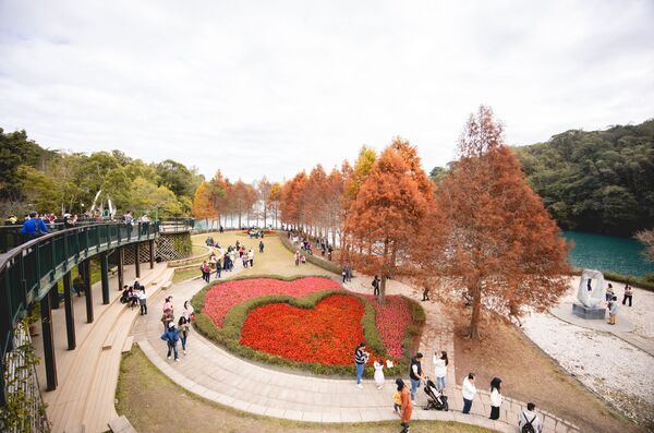 ▲▼全台最美落羽松自行車道。(圖/部落客黑皮提供)