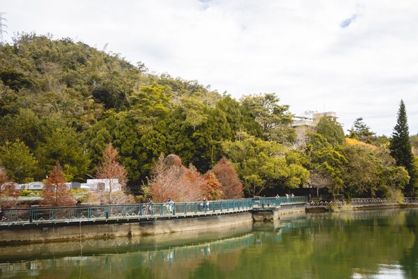 ▲▼全台最美落羽松自行車道。(圖/部落客黑皮提供)