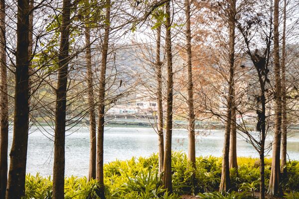 ▲▼全台最美落羽松自行車道。(圖/部落客黑皮提供)