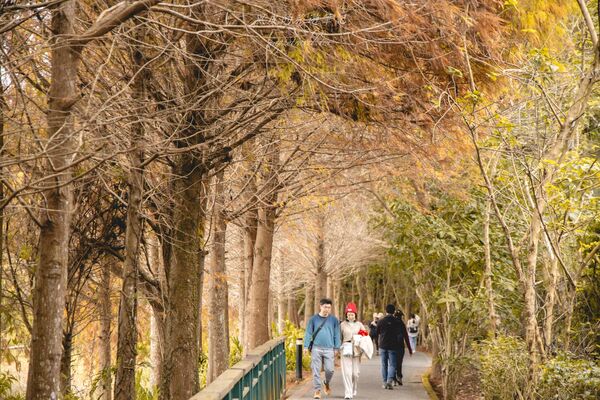 ▲▼全台最美落羽松自行車道。(圖/部落客黑皮提供)