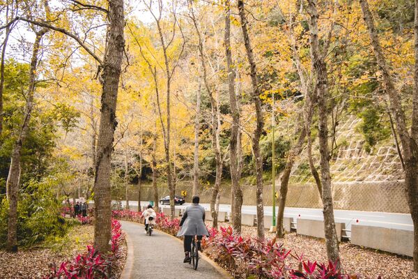 ▲▼全台最美落羽松自行車道。(圖/部落客黑皮提供)