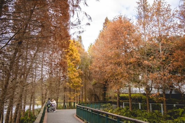 ▲▼全台最美落羽松自行車道。(圖/部落客黑皮提供)