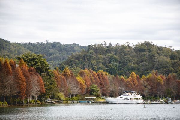 ▲▼全台最美落羽松自行車道。(圖/部落客黑皮提供)