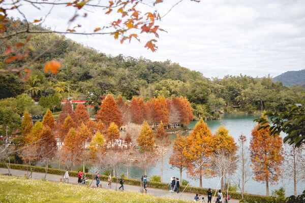 ▲▼全台最美落羽松自行車道。(圖/部落客黑皮提供)