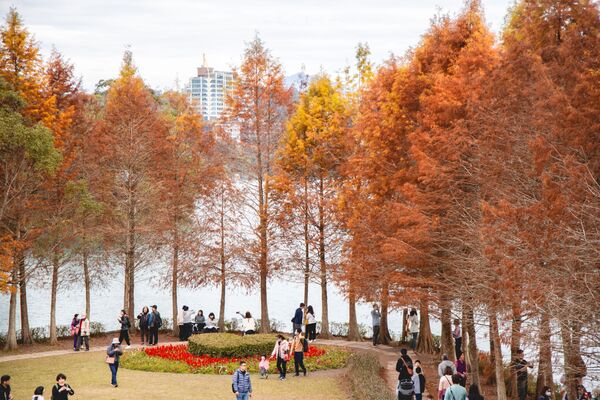 ▲▼全台最美落羽松自行車道。(圖/部落客黑皮提供)